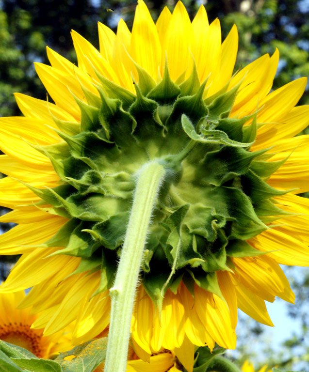 {2010717}Buttonwood Sunflower Farm403 copy
